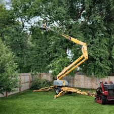 Professional Tree Care in March Ar, CA