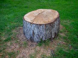 Best Emergency Tree Removal  in March Ar, CA