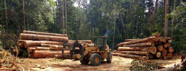 Best Firewood Processing and Delivery  in March Ar, CA