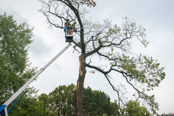 Best Tree Cabling and Bracing  in March Ar, CA