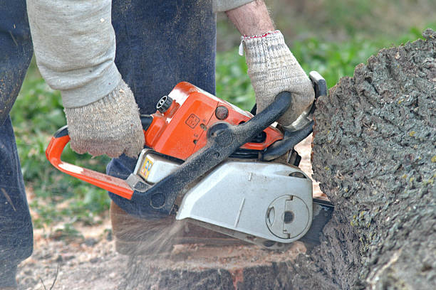 Best Fruit Tree Pruning  in March Ar, CA