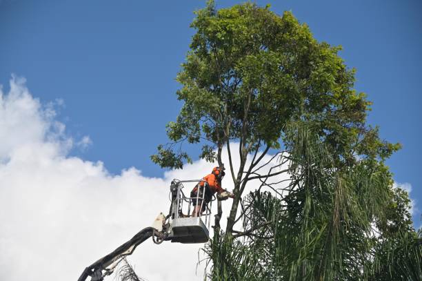 Best Leaf Removal  in March Ar, CA