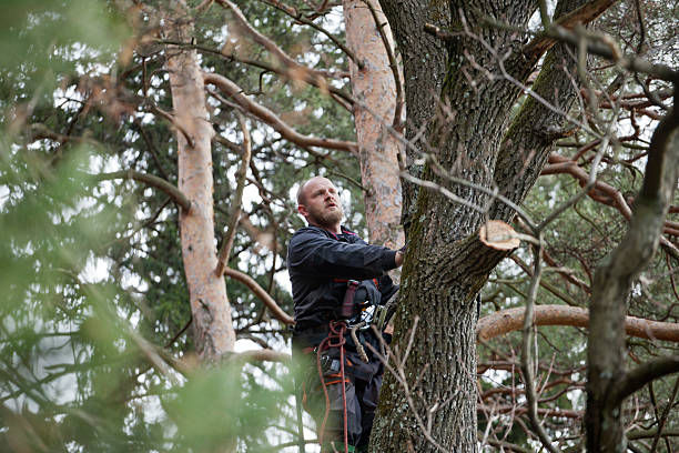 How Our Tree Care Process Works  in  March Ar, CA