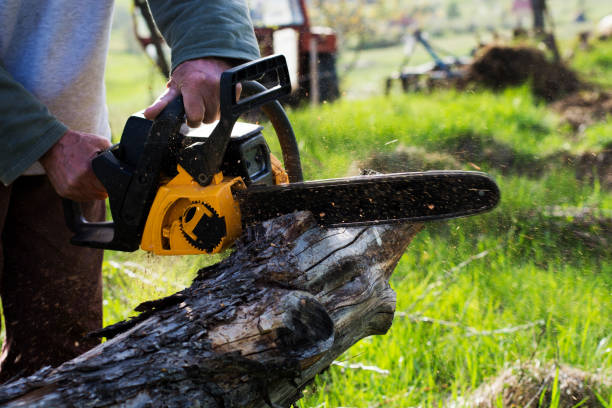 Lawn Pest Prevention in March Ar, CA