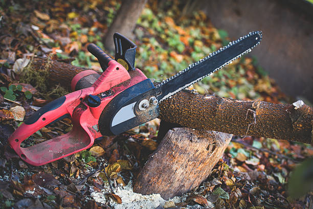 Best Tree Health Inspection  in March Ar, CA